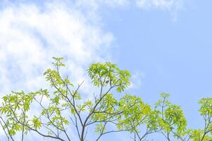 Teufel Baum, Weiß Käseholz oder Teufel Rinde oder dita Rinde oder schwarz Tafel Baum oder alstonia Gelehrte oder Apocynaceae oder rauvolfioideae und Himmel foto