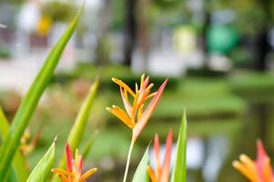 Heliconia Psittacorum ,Heliconia oder Heliconiaceae oder Orange Blume foto