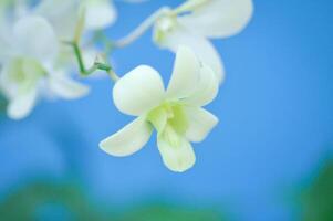 Weiß Orchidee Blume, Orchidee oder Orchidaceae foto