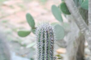 Mammillaria ,Mammillaria plumosa oder Kaktus Pflanze foto