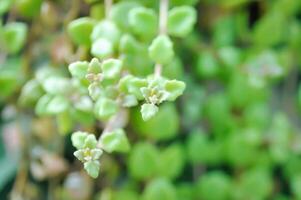 Miniatur Peperomie oder Pilea Depression foto