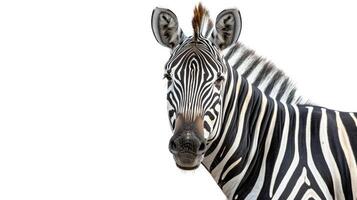 ai generiert Zebra auf isoliert Weiß Hintergrund. foto