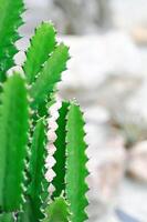 Kaktus Pflanze oder Euphorbia oder Euphorbia mayurnathanii ,Euphorbie Milchsäure oder Euphorbia Lacei krabben foto