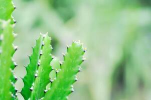 Kaktus Pflanze oder Euphorbia oder Euphorbia mayurnathanii ,Euphorbie Milchsäure oder Euphorbia Lacei krabben foto