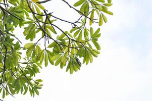 Teufel Baum, Weiß Käseholz oder Teufel Rinde oder dita Rinde oder schwarz Tafel Baum oder alstonia Gelehrte oder Apocynaceae oder rauvolfioideae und Himmel foto