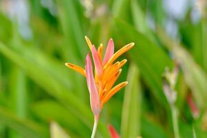 Heliconia Psittacorum ,Heliconia oder Heliconiaceae oder Orange Blume foto