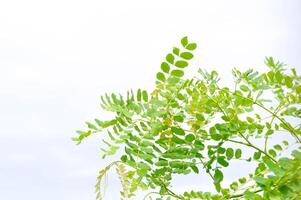 Himmel und Baum Hintergrund oder senna Asien Baum und Himmel foto