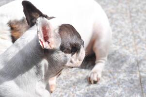 Französisch Bulldogge, nicht bewusst Französisch Bulldogge oder Französisch Bulldogge Familie foto