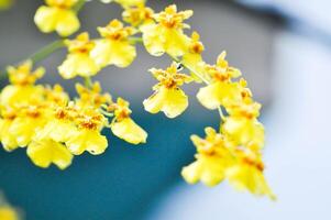 Gelb Oncidium Orchidee oder Gelb Orchidee Blume ,Orchidee foto