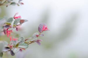 Loropetalum chinense , Chinesisch Franse Blume oder Chinesisch Hexe Hasel oder Loropetalum oder Hamamelidaceae foto