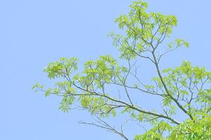 Teufel Baum, Weiß Käseholz oder Teufel Rinde oder dita Rinde oder schwarz Tafel Baum oder alstonia Gelehrte oder Apocynaceae oder rauvolfioideae und Himmel foto