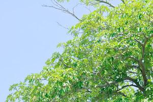 Teufel Baum, Weiß Käseholz oder Teufel Rinde oder dita Rinde oder schwarz Tafel Baum oder alstonia Gelehrte oder Apocynaceae oder rauvolfioideae und Himmel foto