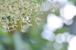 tekton Grandis, Teak oder Lamiaceae oder Teak Pflanze oder Teak Samen oder Teak und Blume foto