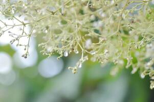 tekton Grandis, Teak oder Lamiaceae oder Teak Pflanze oder Teak Samen oder Teak und Blume foto