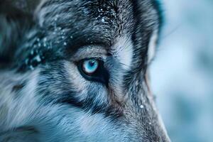 ai generiert ein schließen oben von ein Wolfs Gesicht mit Blau Augen foto