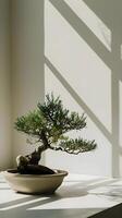 ai generiert ein Bonsai Baum im ein Weiß Schüssel auf ein Tabelle foto