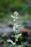 Scutellaria Albida Lippenblütler. wild Pflanze Schuss im Sommer. schön Zier Pflanze draußen. foto