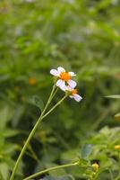 Gras Blumen Wegrand, Weiß Blume. schön wild Pflanzen draußen. foto