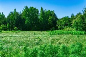 fen Wiese mit Gras Büschel auf das Kante von das Wald foto