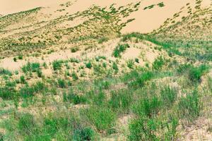 sandig Wüste bedeckt mit hell Frühling Vegetation, sarykum Düne im Dagestan foto
