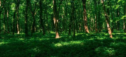 Wald Landschaft, schattig gemäßigt Laubblatt Wald mit Sonne Flecken auf das Unterholz foto