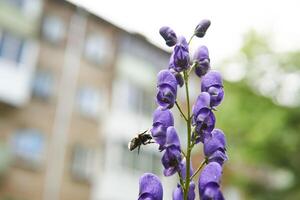 Blau Aconitum Blume mit ein Hummel fliegend gegenüber es auf verschwommen städtisch Hintergrund foto