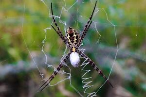 Argiope appensa ist ein Spezies von Spinne im das Familie Araneidae. diese Spezies ist ebenfalls Teil von das Gattung Argiope und das bestellen Araneae. Makro Tier Fotos. foto