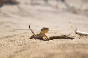 Porträt von Wüste Eidechse Geheimnis Krötenkopf Agama in der Nähe von es ist Bau foto