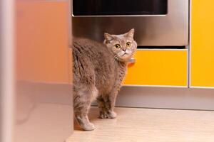 Was tut das Katze tun hinter das Kühlschrank foto