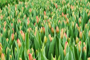 Blumen- Hintergrund - - Feld von ungeöffnet Tulpen foto