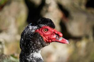 Porträt von ein bunt Muscovy Ente mit ein rot Gesicht foto