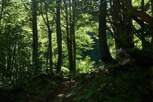 Berg Weg im ein alt dunkel Buche Hain foto