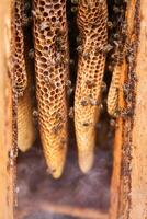 natürlich Waben Innerhalb ein traditionell Log Bienenstock im Rauch von Imker Raucher foto