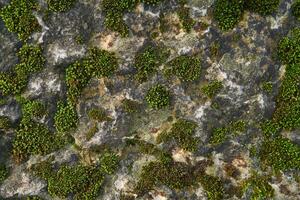 Hintergrund, Textur - - Grün Moos auf das Oberfläche von das Felsen foto