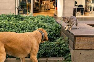 Konflikt zwischen ein Katze und ein Hund im ein städtisch Umgebung foto