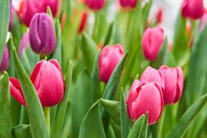 wachsend beschwingt Rosa und lila Tulpen Nahansicht foto