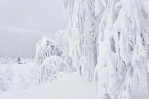 Bäume und Sträucher bedeckt mit Schnee nach ein Schneesturm gegen das Hintergrund von ein nebelig eisig Landschaft foto