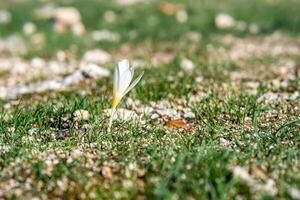 zuerst Krokus Blume unter jung Gras foto