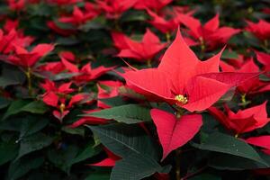 rot Blumen von Weihnachtsstern, ebenfalls bekannt wie das Weihnachten Star oder Bartholomäus Stern, Nahansicht foto