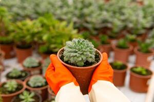 Gärtner Hände halten ein Topf von saftig Echeveria foto