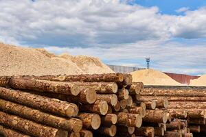 Stapel von Protokolle und Stapel von Holz Sägespäne im das Holz Hof foto