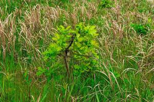 jung Eiche Sprossen unter das Gras foto