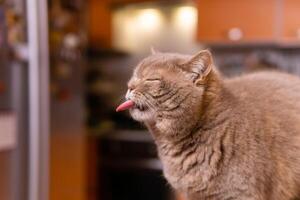 schottisch Gerade Katze zeigt an Zunge Schielen foto