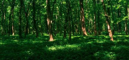 Wald Landschaft, schattig gemäßigt Laubblatt Wald mit Sonne Flecken auf das Unterholz foto