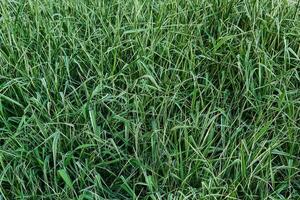 natürlich Gras Hintergrund - - Rasen von bunt Phalaris mit Weiß Streifen auf Blätter foto