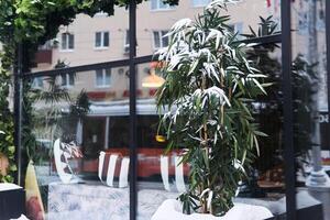 schneebedeckt Bambus in der Nähe von das Tür von ein Straße Cafe foto