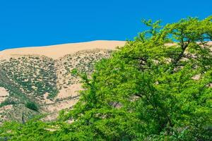 Frühling Wüste, Grün frisch Baum Laub im Vorderseite von das sarykum Sand Düne foto