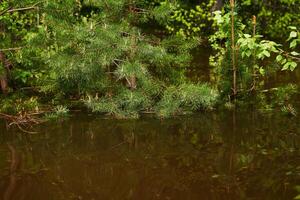 Wald überflutet wann das Fluss überfüllt, jung Kiefer Geäst kleben aus von unter Wasser im das Vordergrund foto