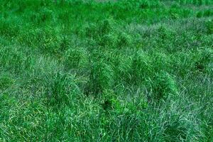 natürlich Hintergrund - - Dickicht von Grün Gras Seggen beleuchtet durch das Sonne foto