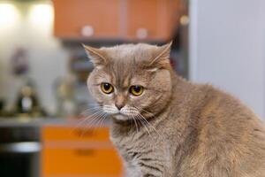 schottisch Gerade Katze irgendwie sieht aus traurig foto